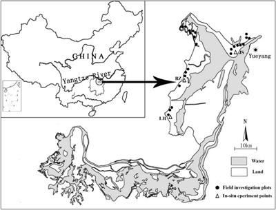 Differences in nitrogen and phosphorus sinks between the harvest and non-harvest of Miscanthus lutarioriparius in the Dongting Lake wetlands